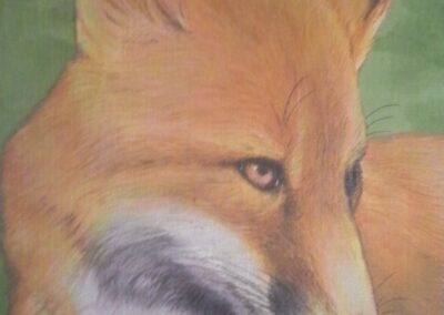 The Fox