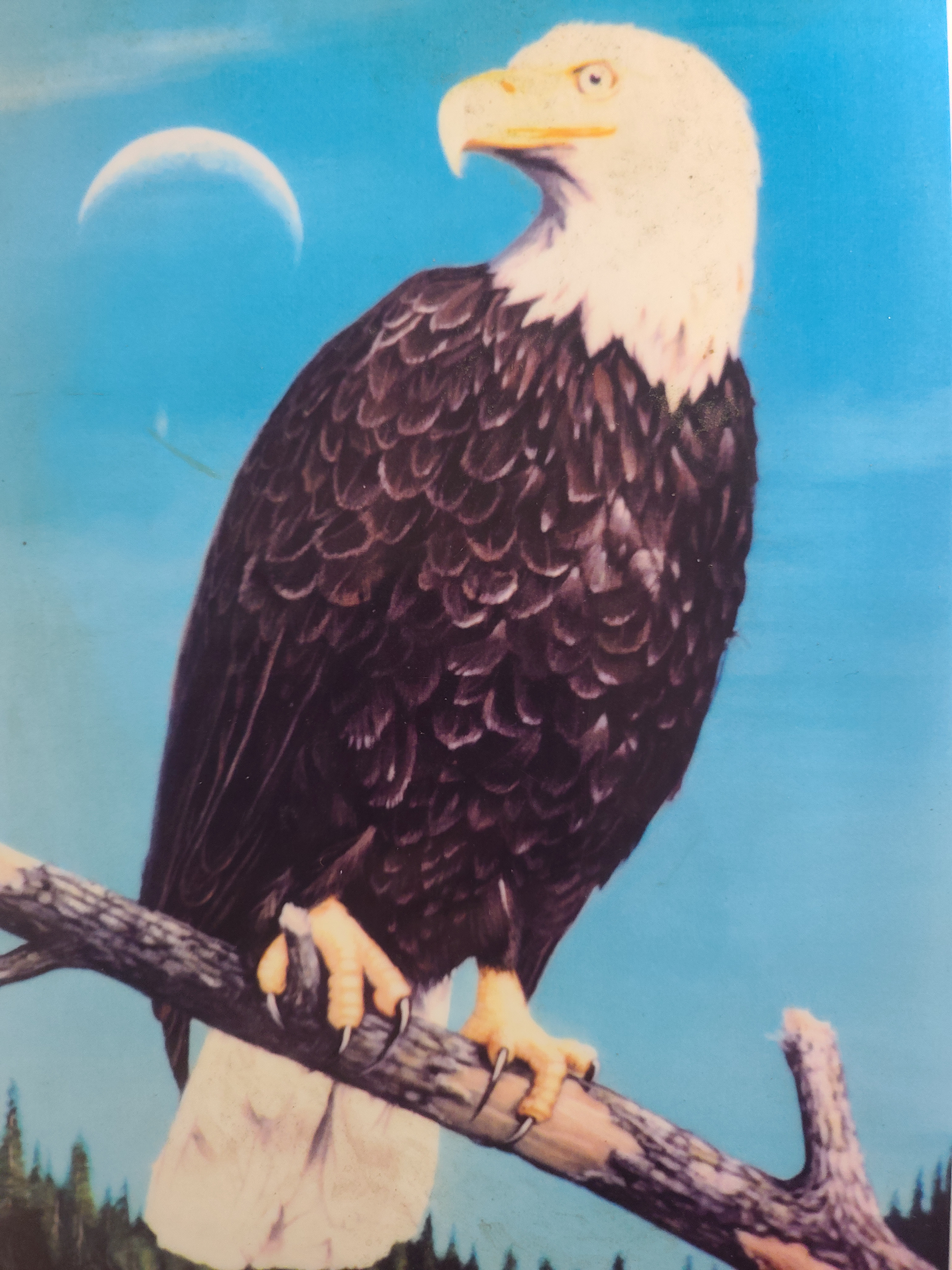 eagle painting Eagle on tree limb