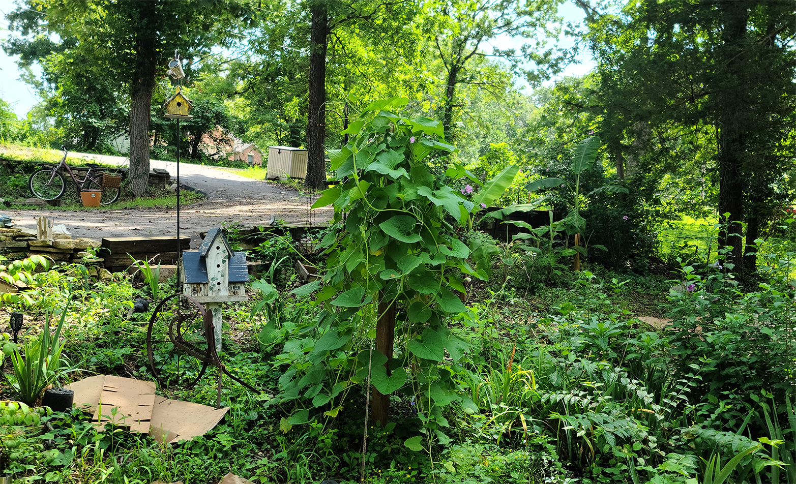 Gourd tree planted on day Tim died