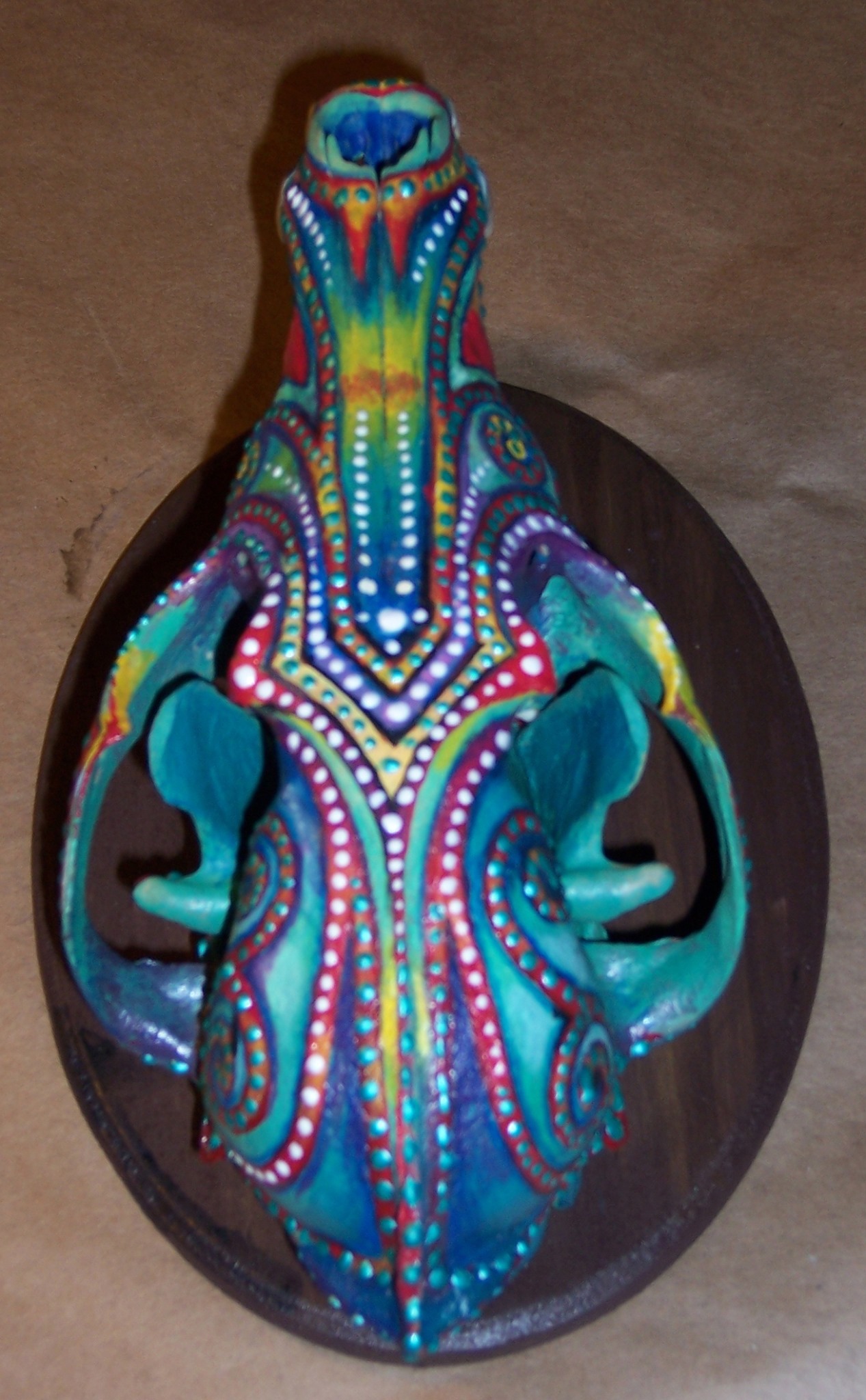 coyote skull top view